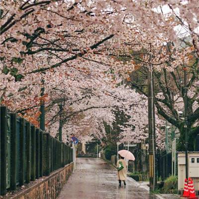 深圳日本人学校被刺学生不幸去世，警方通报称嫌犯为单人作案已刑拘